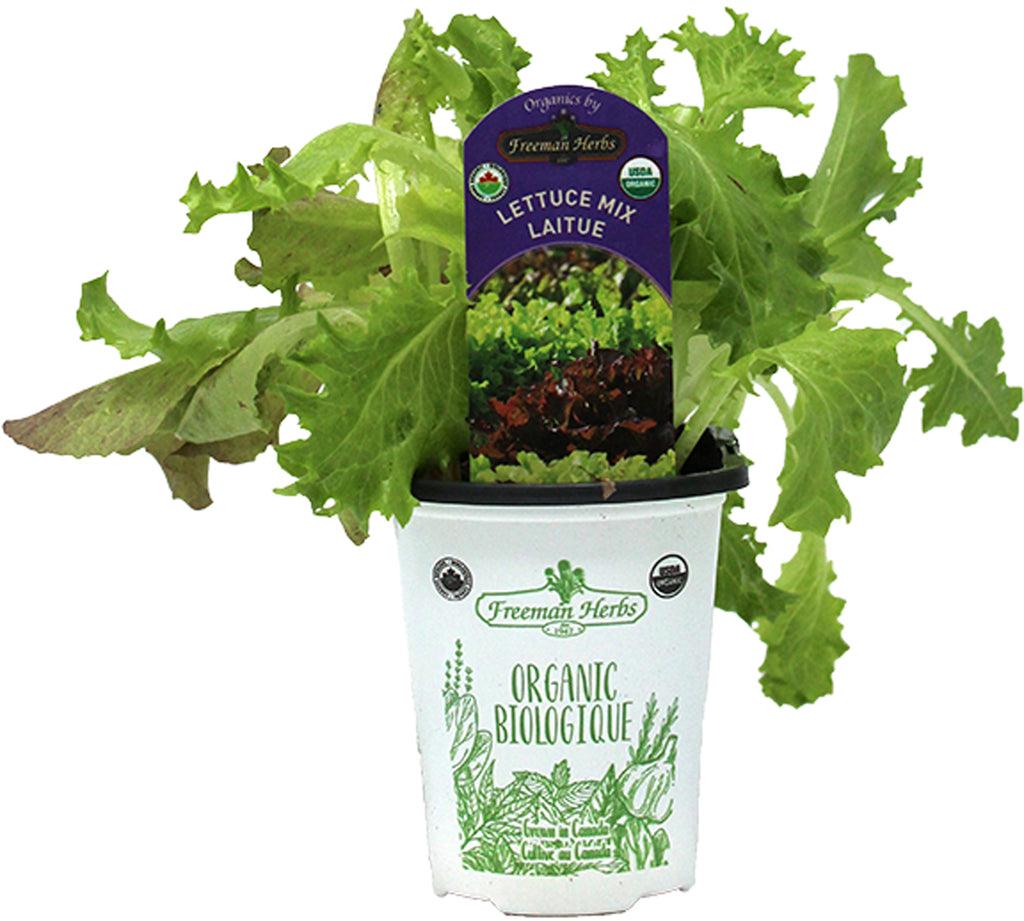 Organic Lettuce Mix 4"