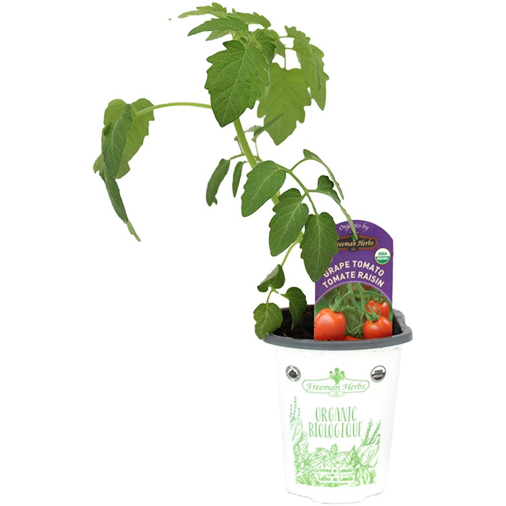 Organic Tomato Grape 4"