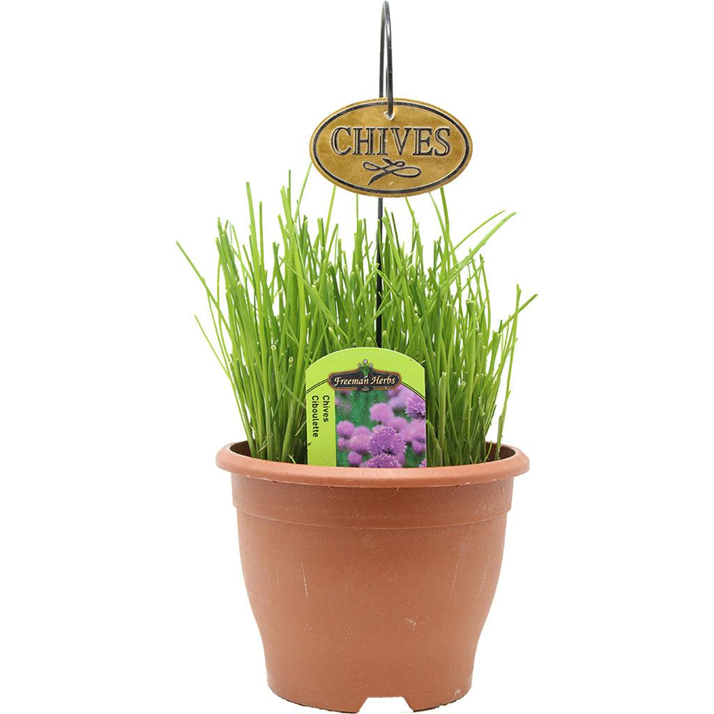 Chives Herb 6&quot;