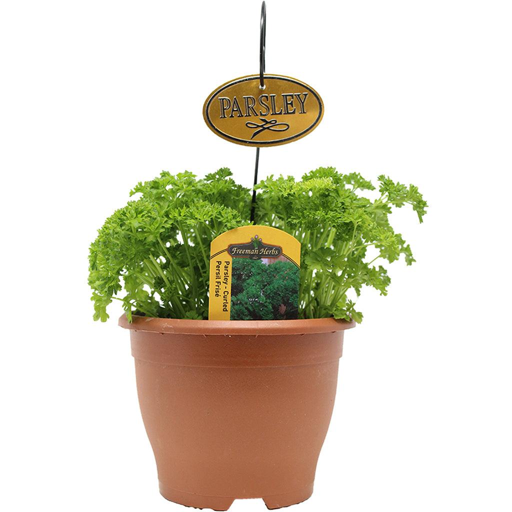Parsley Curled Herb 6"