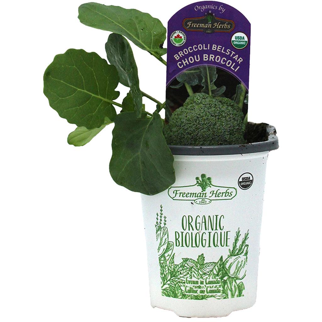 Organic Broccoli Belstar 4"