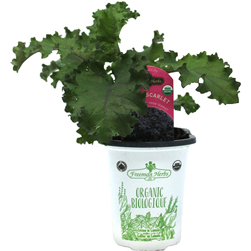 Organic Kale Scarlet (Red) 4"