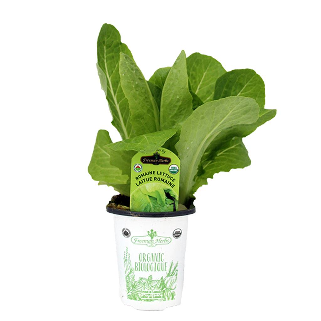 Organic Romaine Lettuce 4"