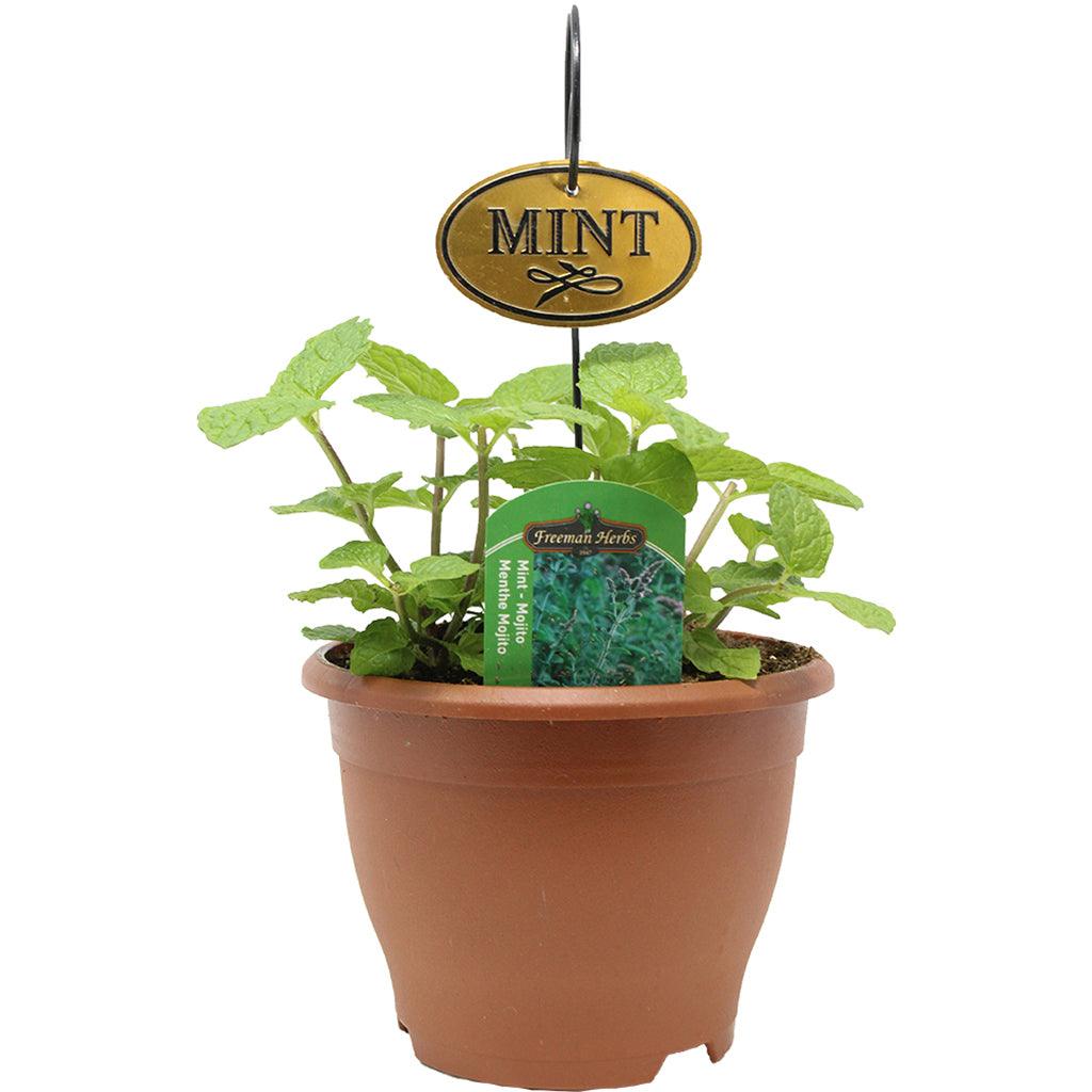 Mint Mojito Herb 6"