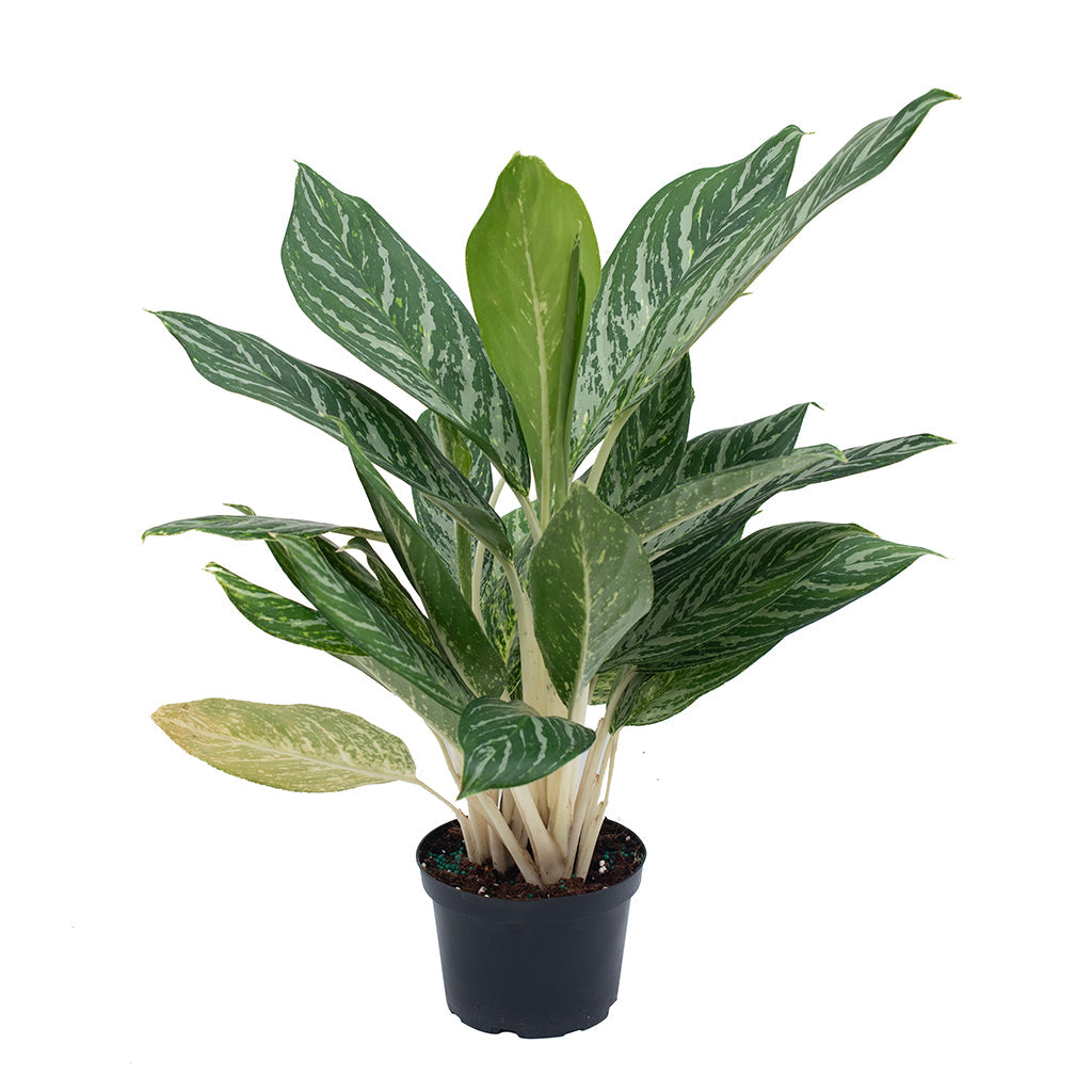 Aglaonema/Chinese Evergreen Golden Madonna - Sheridan Nurseries Online