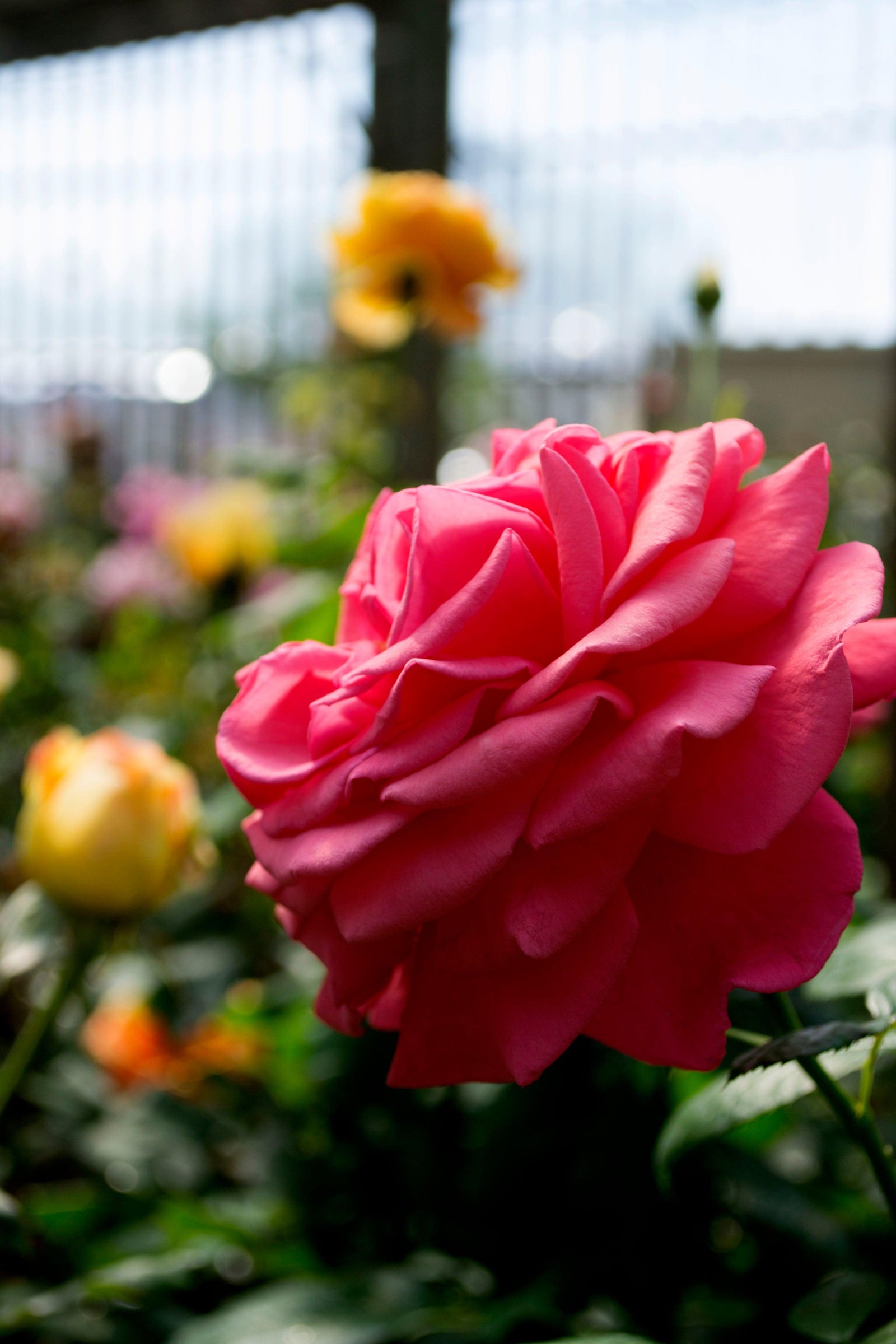 Deep flowers resembling an old-fashioned rose bloom from Hybrid Tea-like buds. This upright, vigorous shrub boasts long stems and a fragrant aroma, surrounded by rich, dark green foliage. Perfect for zones 5-9, this rose thrives in full sun and reaches a mature size of 125cm by 125cm.