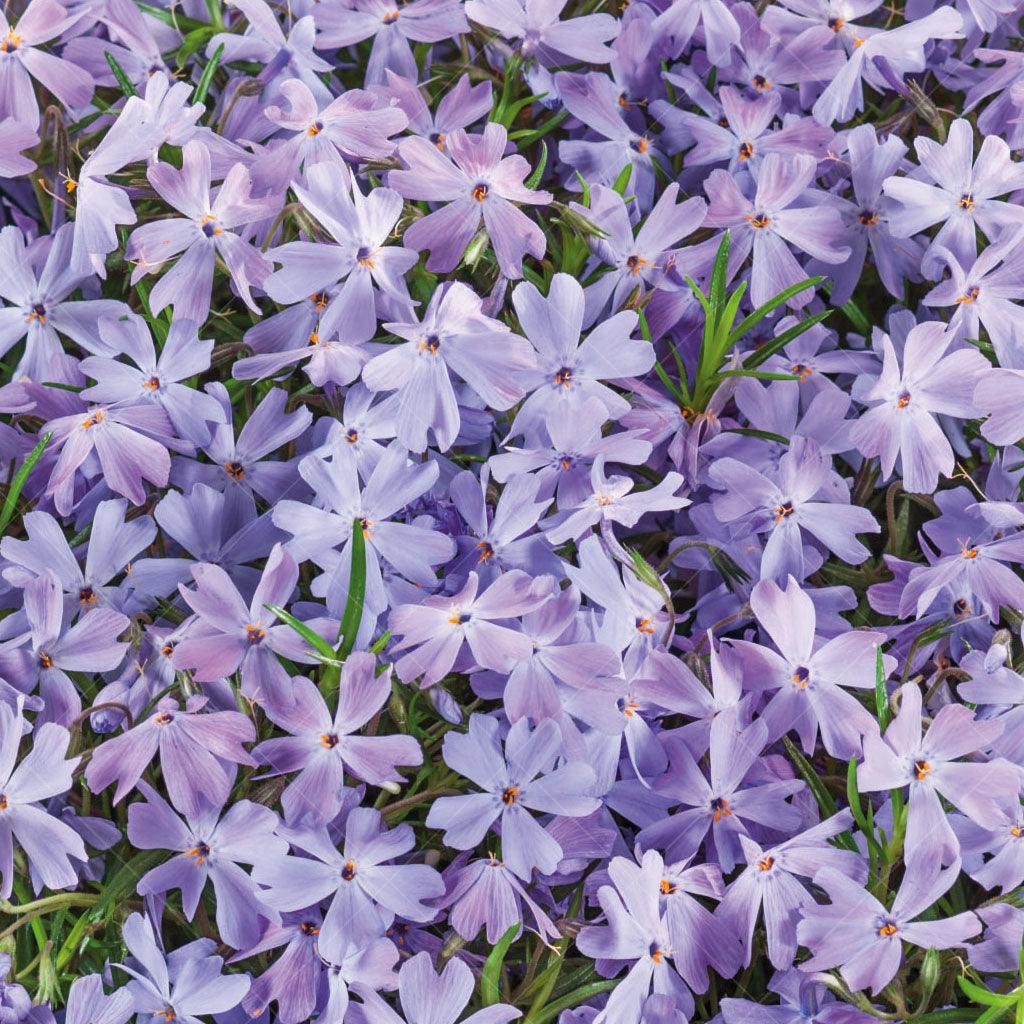 Introducing the stunning &#39;Emerald Blue&#39; Creeping Phlox, the perfect addition to any outdoor living space.  This compact and versatile perennial thrives in full sun, displaying a vibrant carpet of emerald-blue flowers that will surely steal the show. With its low-growing habit, it excels as a ground cover, effortlessly spreading and creating a lush and colorful carpet of blooms.