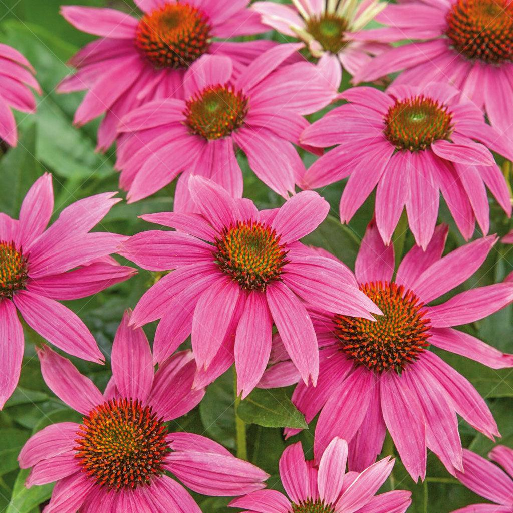The Magnus Coneflower is a stunning perennial that showcases beautiful, lightly scented pink-purple flowers. This vibrant flower thrives in full sun and reaches a mature height of 60cm with a spread of 45cm.