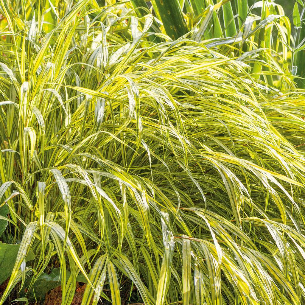 The Golden Variegated Japanese Forest Grass is a stunning ornamental grass that adds a touch of golden beauty to shaded areas of the garden. Its gracefully arching leaves feature variegation in shades of green and yellow, creating a vibrant and eye-catching display. This grass thrives in partial to full shade, bringing brightness and texture to shady corners or woodland gardens. It&#39;s a perfect choice for adding a pop of color and visual interest to your landscape.