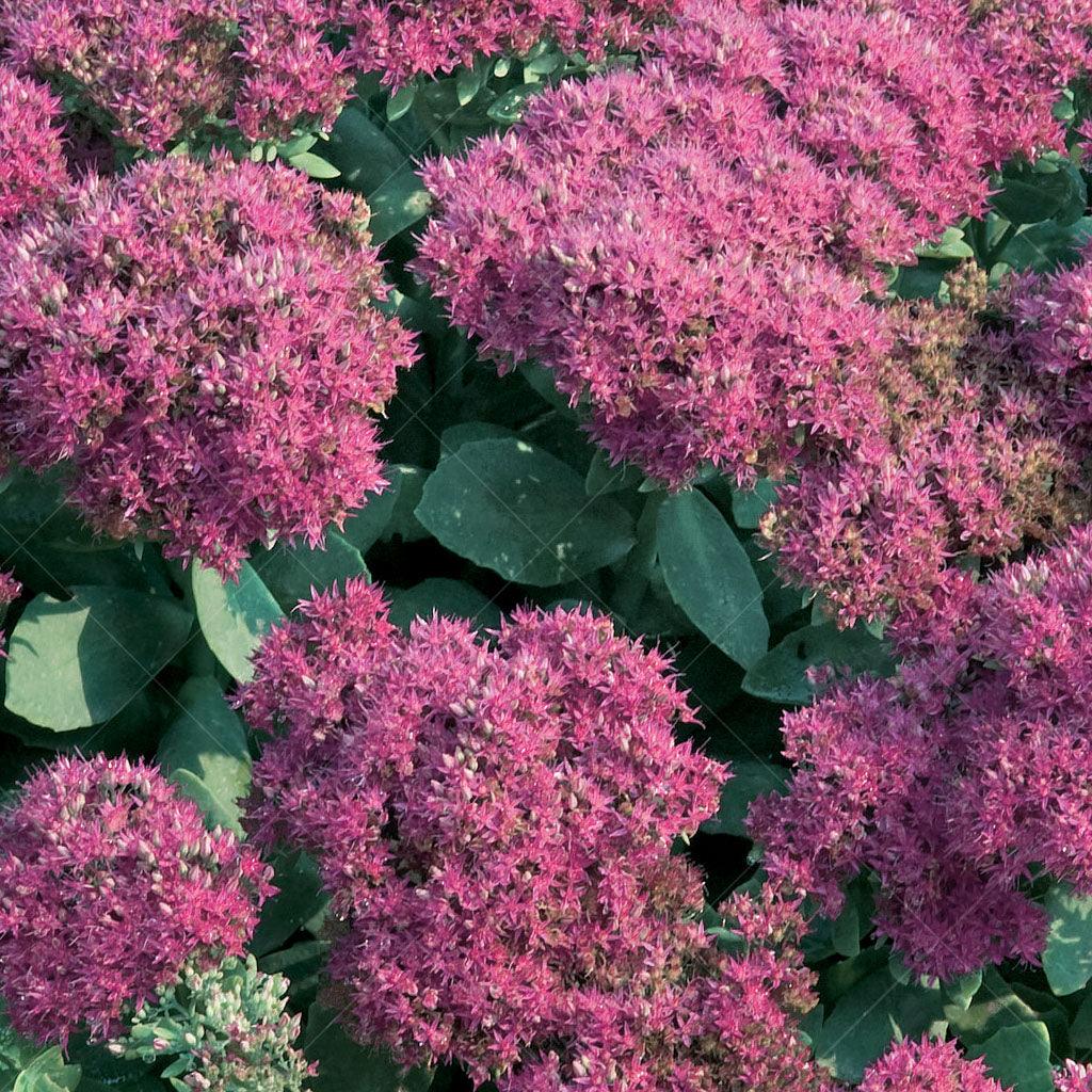 Neon Stonecrop is a hardy and reliable perennial that features vibrant clusters of blooms that rise above its succulent foliage. This resilient plant brings a burst of bright color to sunny borders and creates a stunning visual impact when planted in large groups. The long-lasting blooms are a standout feature and can enhance the overall beauty of any garden. 