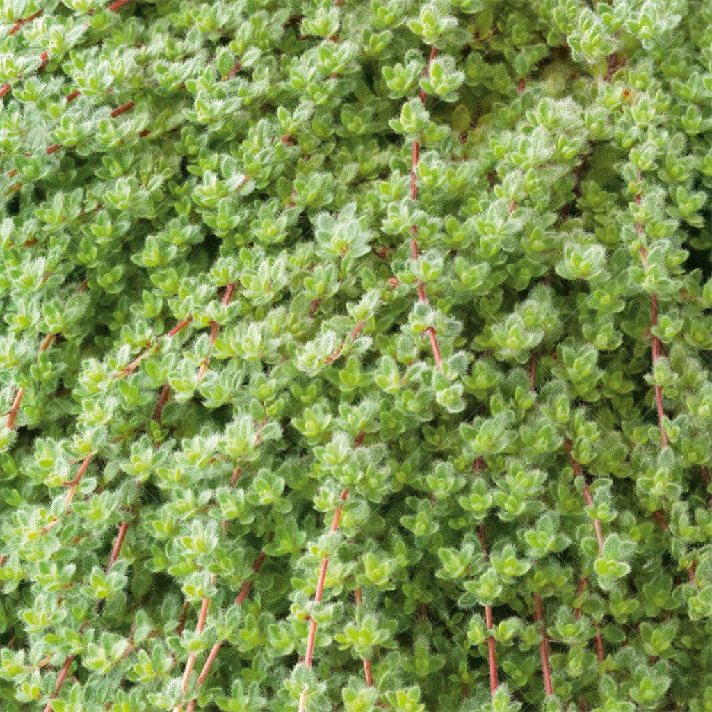 Introducing the Woolly Thyme, a delightful and versatile addition to your garden. This thyme variety forms a lush mat of soft green foliage, creating a carpet-like texture that adds a touch of luxury to your landscape. Adding to its charm, it produces small showy pink flowers, enhancing the overall beauty of the plant. Attracting butterflies, it brings life and movement to your outdoor space. Thriving in full sun, it is well-suited for areas that receive abundant sunlight.