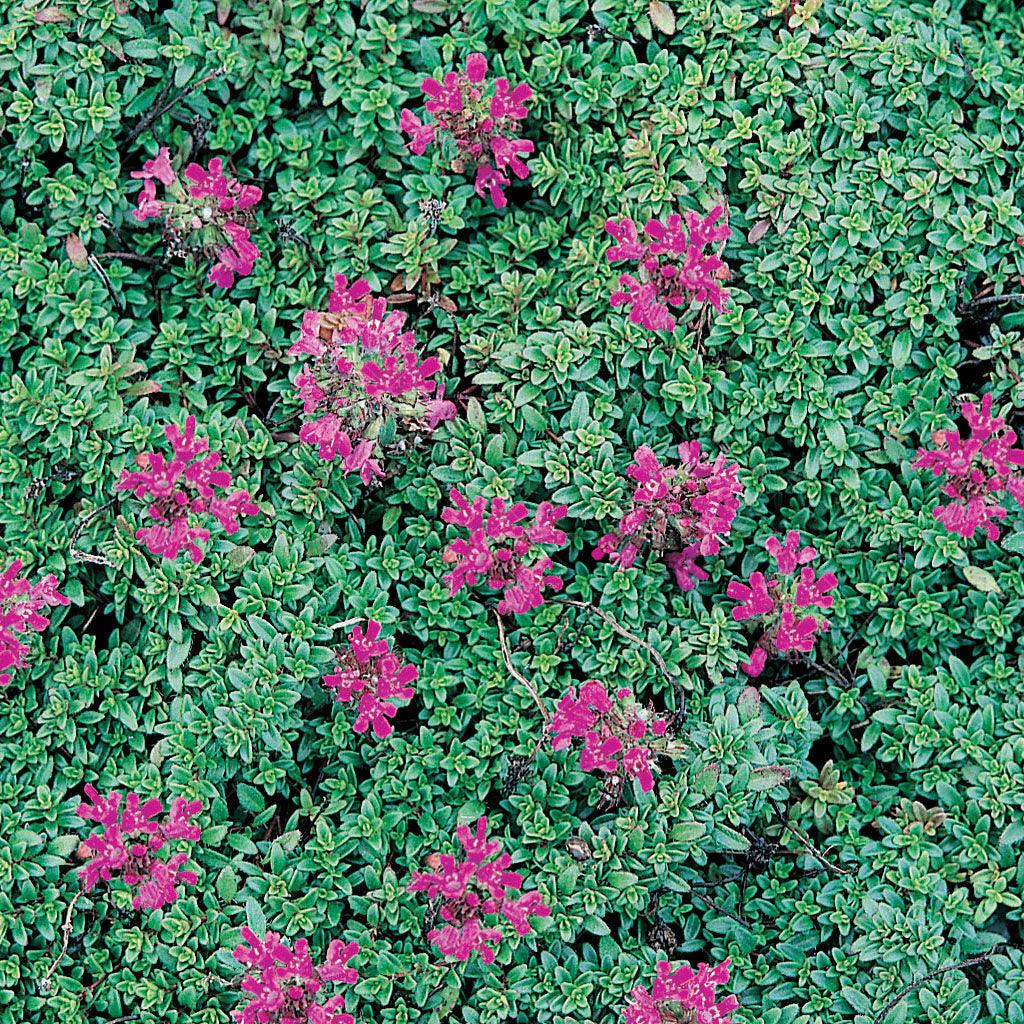 This thyme variety showcases deep, lavender-red blooms that create a striking visual display. The rich, vibrant color adds a touch of warmth and beauty to any landscape. Thriving in full to part sun, it adapts well to different light conditions. With a mature height of 15cm and a spread of 45cm, it forms a dense and low-growing carpet-like cover, making it an excellent choice for ground cover purposes. Ideal for zones 4-9.