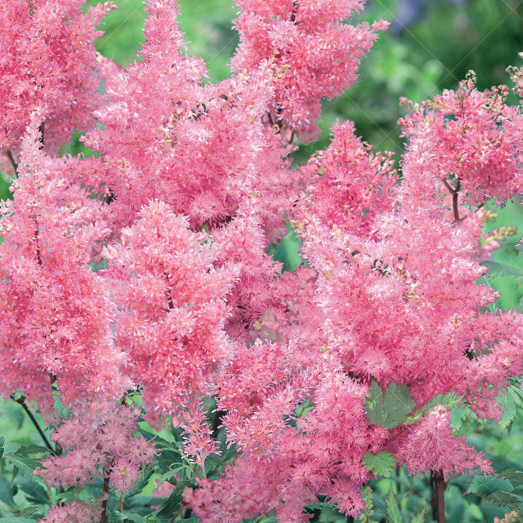 Lollypop Astilbe  # 1 SGC Cont