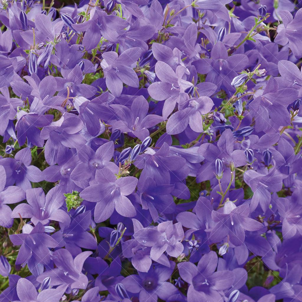 The Birch Hybrid Dwarf Bellflower, or Campanula &#39;Birch Hybrid,&#39; is a versatile perennial that thrives in partial shade. It works well as a ground cover, mass planting, or in rock gardens. With its cascading habit and attractive bell-shaped flowers, it adds beauty and attracts butterflies to the garden. Ideal for zones 4-9, spreading 20cm to 30cm. 
