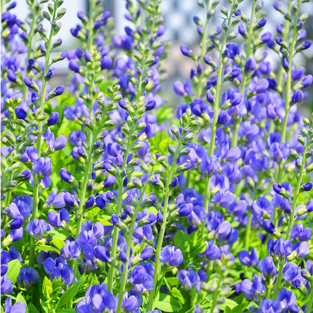 This captivating plant thrives in a variety of light conditions, from full sun to part sun, making it adaptable to different areas of your landscape. With a mature height of 150cm, False Indigo creates a commanding presence and serves as an excellent focal point in your garden. Its vibrant blue flowers not only attract the attention of bees and butterflies but also bring a sense of serenity and beauty to your outdoor space. 
