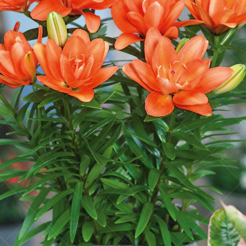 Its vibrant orange petals, arranged in a double row, create a stunning show during the summer season. This lily not only adds beauty to the landscape but also serves practical purposes, attracting butterflies and bees. Additionally, it is suitable for cut flower arrangements, making it a versatile choice for both garden enthusiasts and flower enthusiasts alike.