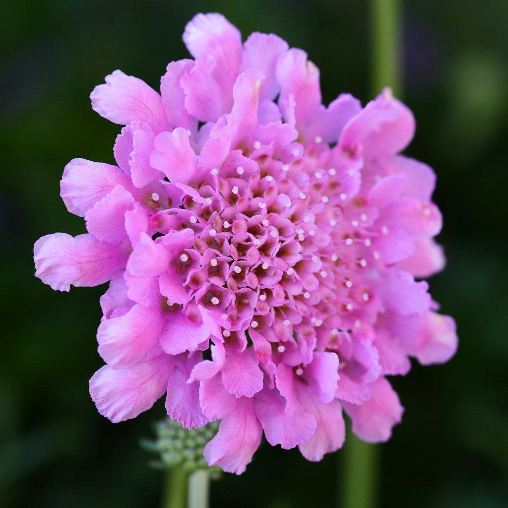 Flutter Rose Pink Pincushion Flower  # 1 SGC Cont
