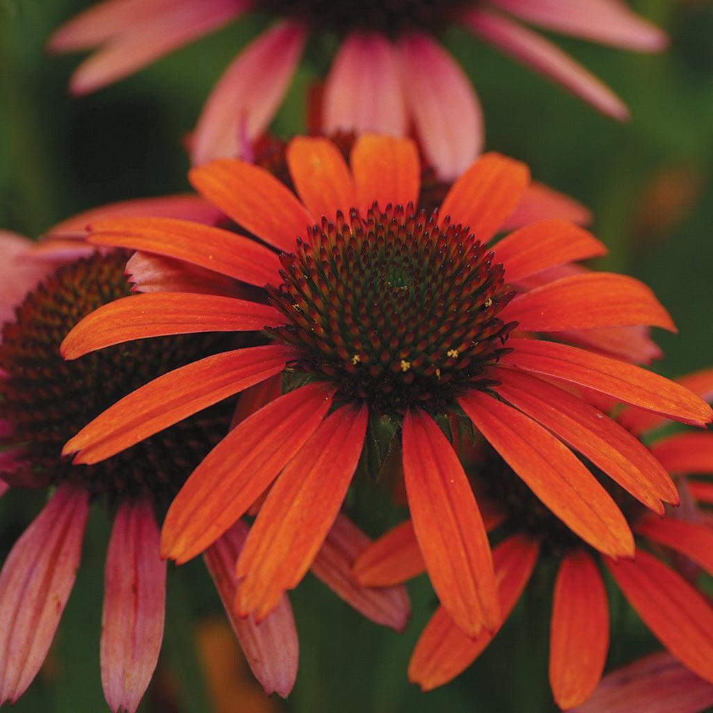 Cheyenne Spirit Coneflower is a stunning perennial that showcases beautiful, lightly-scented orange daisy flowers with enchanting red overtones and captivating coppery-bronze eyes. This vibrant flower thrives in full sun and reaches a mature height of 60cm with a spread of 45cm. Its compact and upright growth habit makes it perfect for borders, cottage gardens, or mixed flower beds. 