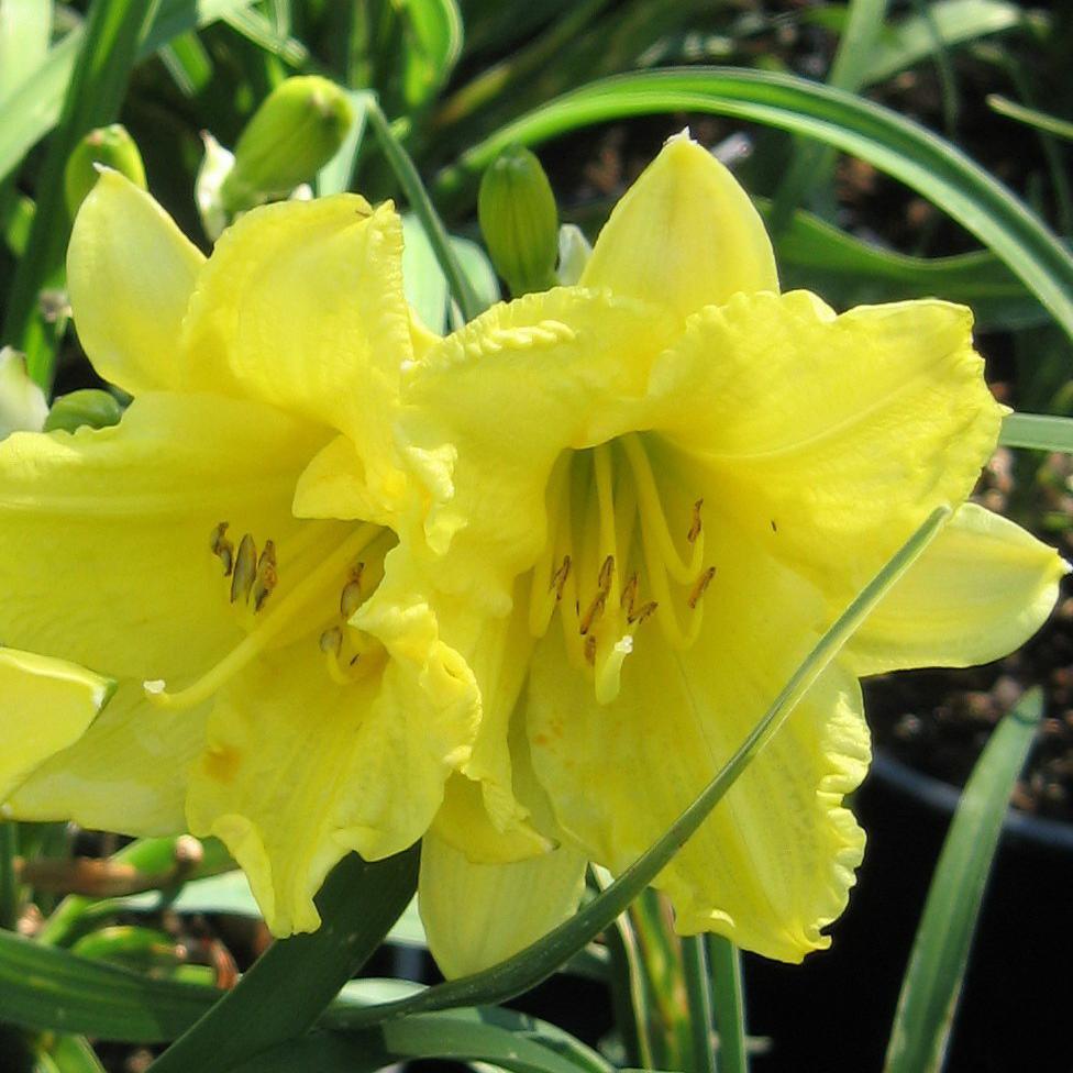 The Fragrant Returns Daylily is a beautiful and fragrant variety known for its repeat blooming habit. Its yellow flowers with ruffled edges not only add a pop of color to the garden but also attract bees and butterflies. 