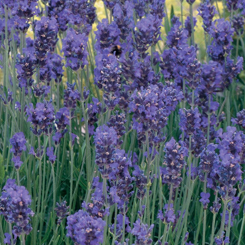 This versatile plant not only conserves water but also attracts a myriad of graceful butterflies, making it a delightful addition to any garden. Whether used for mass planting, where its compact growth and captivating purple blooms create a stunning visual display, or in rock gardens, where its aromatic foliage and charming flowers effortlessly blend with the surroundings, &#39;Essence Purple&#39; English Lavender adds an air of elegance and tranquility. Spreads 45cm to 60cm, ideal for zones 5-9. 