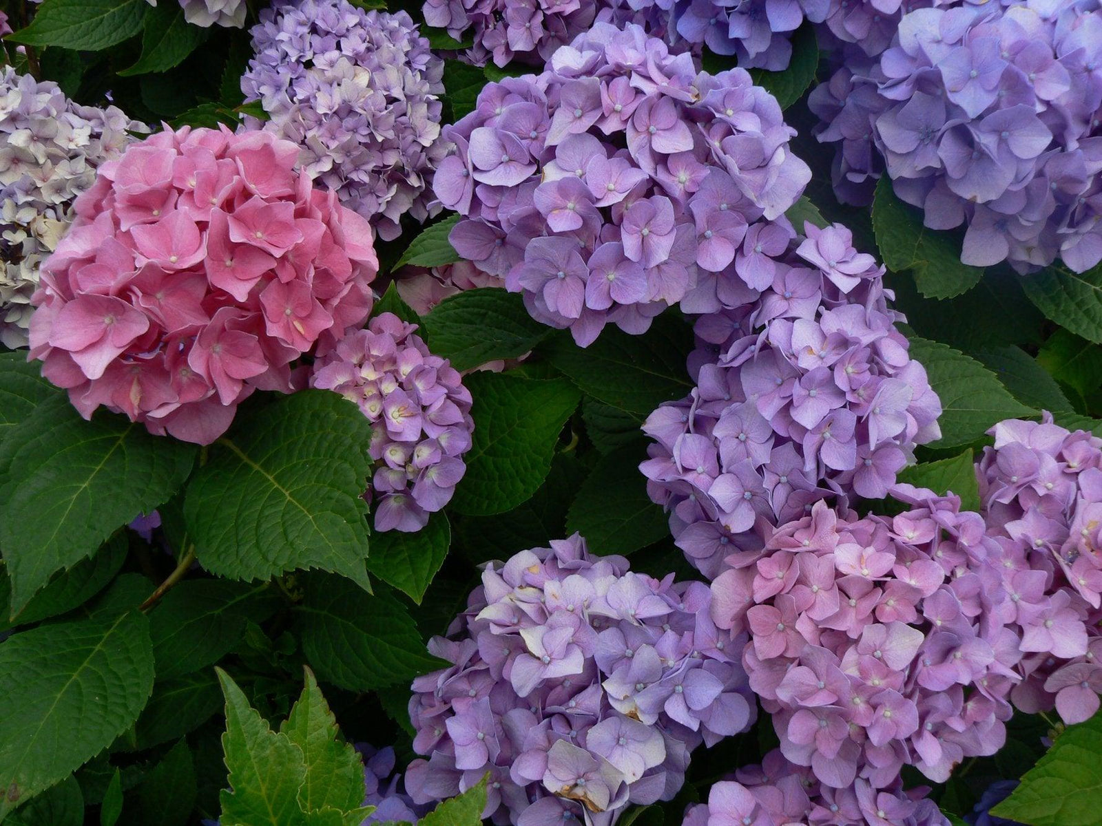 Let's Dance® Blue Jangles Bigleaf Hydrangea PW®