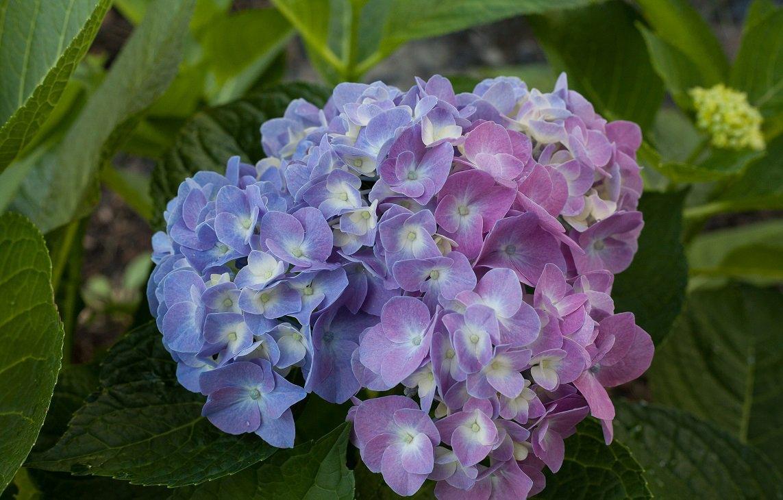 Let's Dance® Blue Jangles Bigleaf Hydrangea PW®