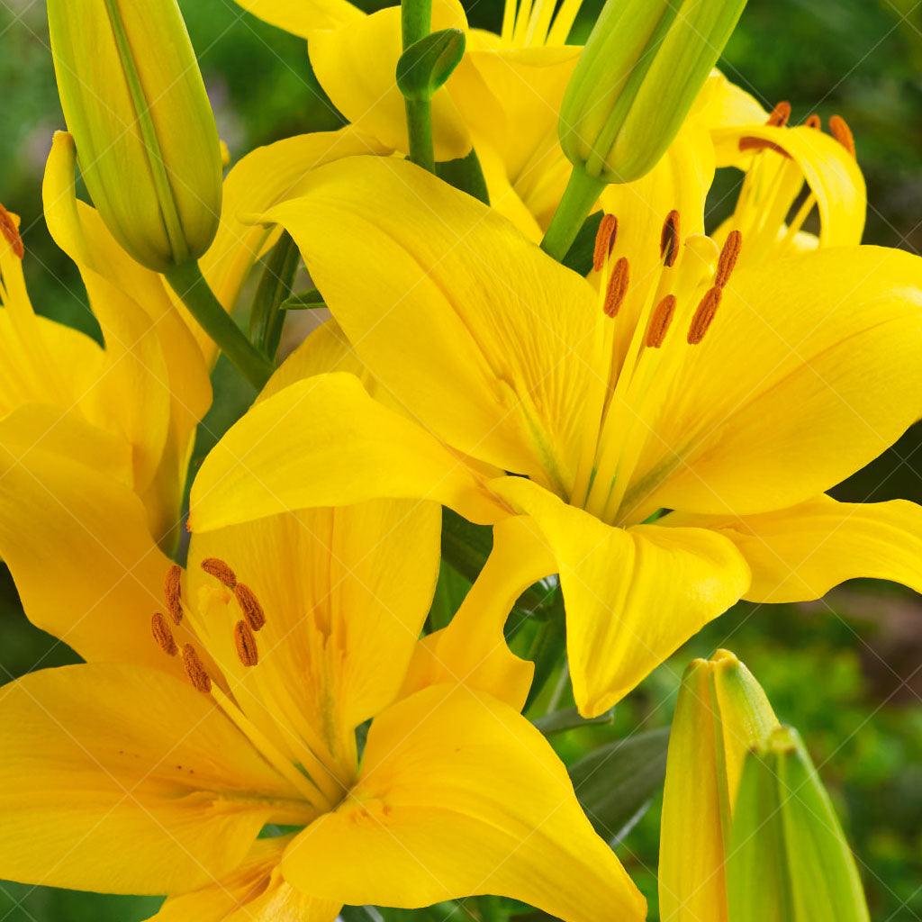 The Asiatic Lily - Tiny Ranger is a captivating variety with its bright yellow petals and a distinctive black spotted center. Its tight and compact habit adds a neat and tidy appearance to any garden or floral arrangement.