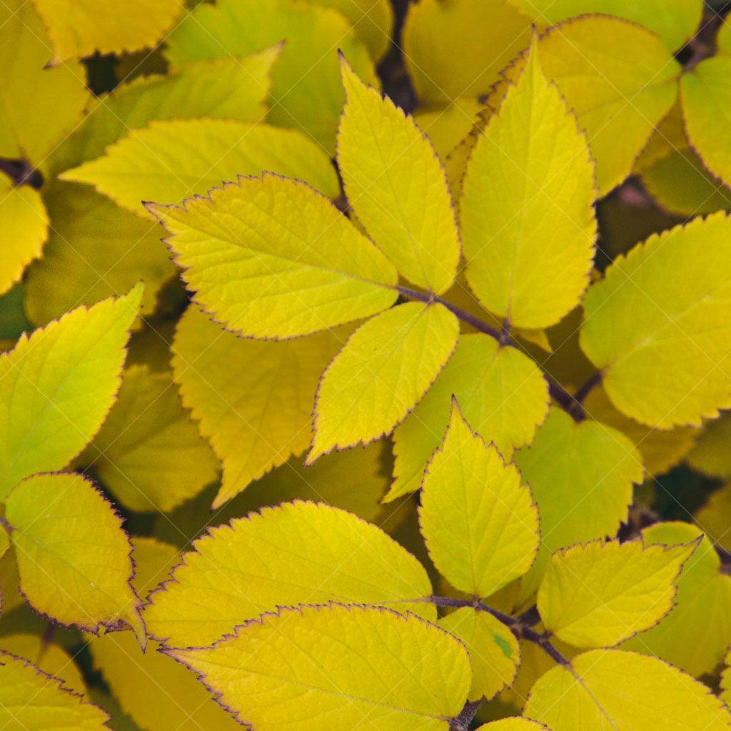 This variety of Japanese Spikenard features large, bold golden-yellow foliage that commands attention and brings a pop of vibrant color to the landscape. The leaves are deeply lobed and form a dense mound, creating a lush and full appearance. In late summer, tiny white flowers appear in clusters, adding a delicate touch to the plant. Thriving in full to part shade, Sun King Golden Japanese Spikenard is well-suited for shaded areas of the garden where it can bring a burst of sunshine.