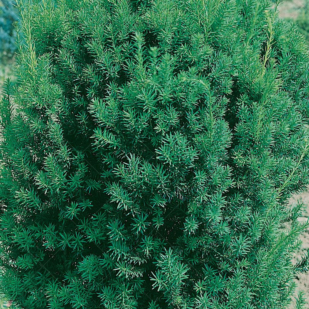 Flourishing under full sun to partial shade, this stunning yew is a game-changer for your garden. Whether you're looking to create a picturesque hedge, a natural wind screen, or a captivating mass planting, the Hill's Yew delivers on all fronts. With its elegant foliage and compact form, it brings a touch of sophistication to any landscape. Pruning is a breeze, allowing you to shape it to your desired look and maintain its tidy appearance.