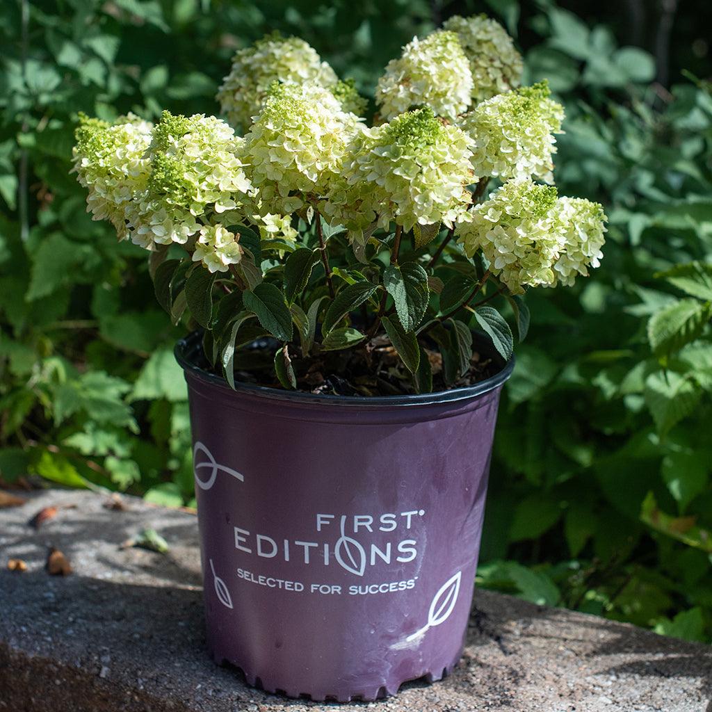 Little Hottie® Panicle Hydrangea #2 FE® Container