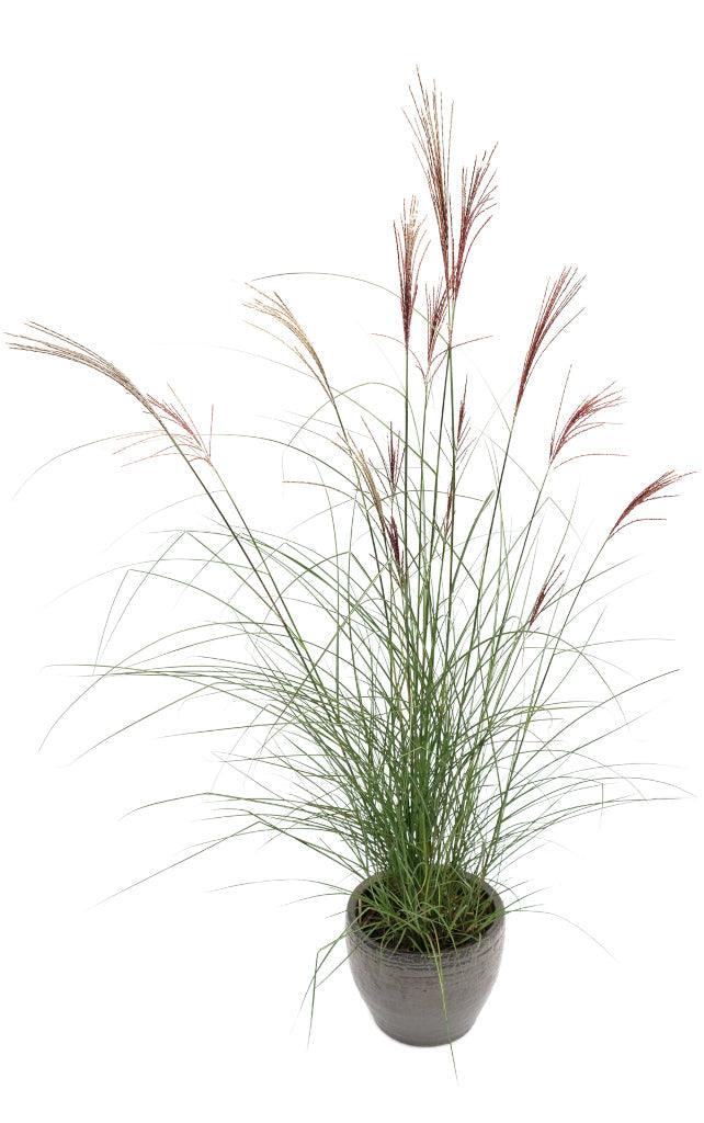 Autumn Breeze Maiden Grass #2 Pot