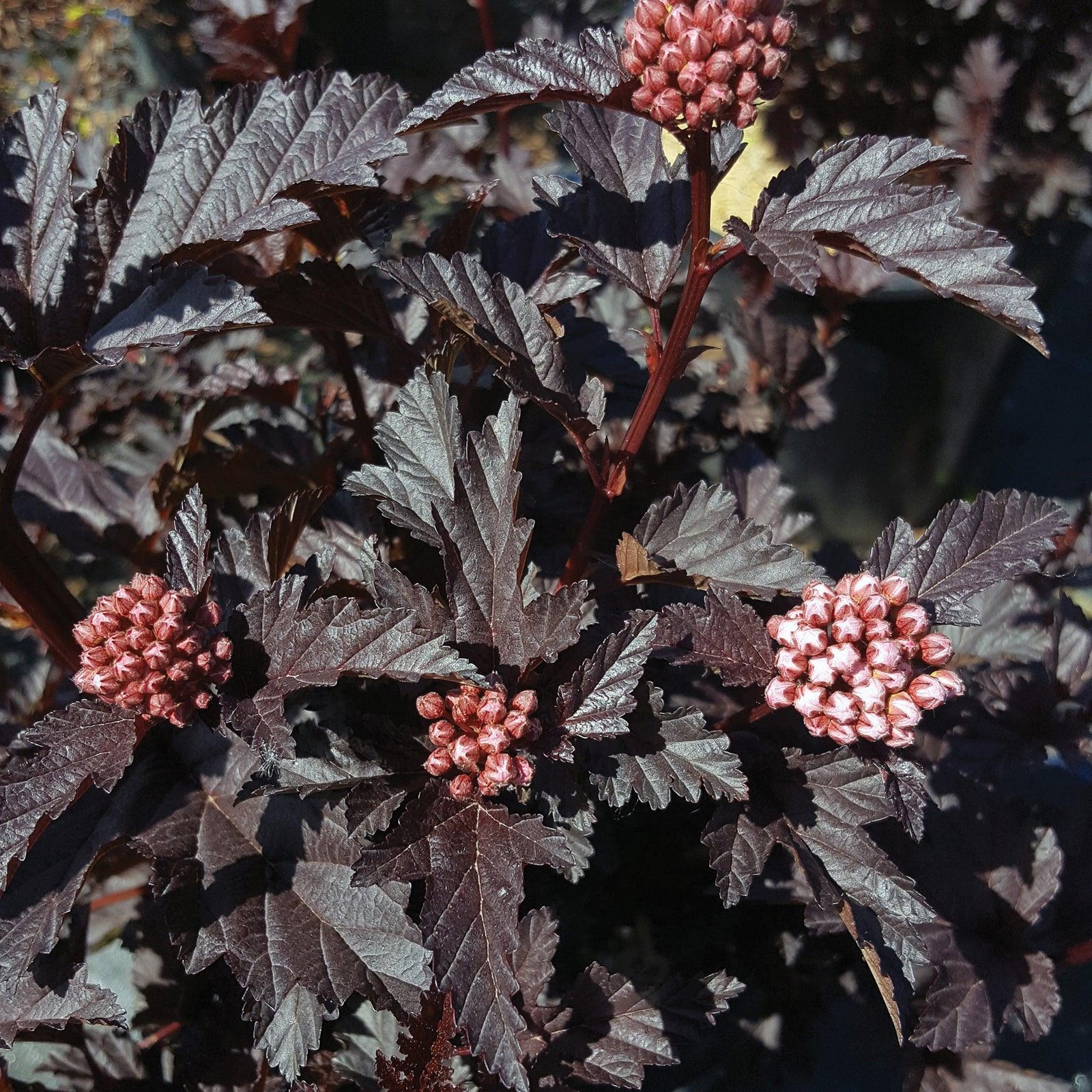 Bloomin' Easy® Panther® Ninebark