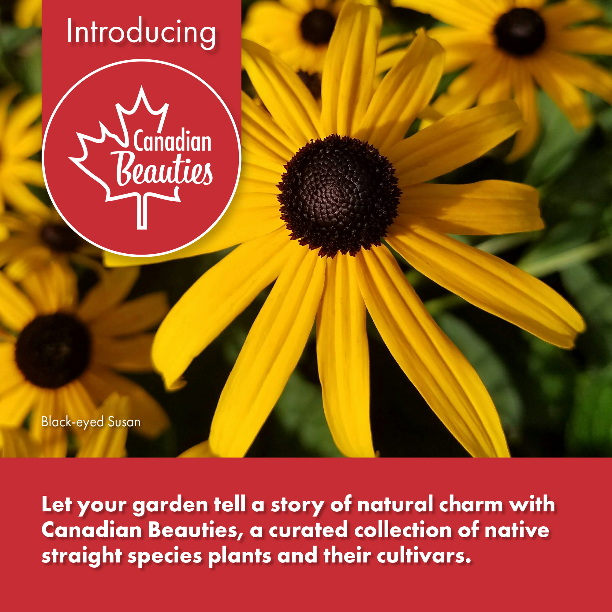 Canadian Beauties Native Plants