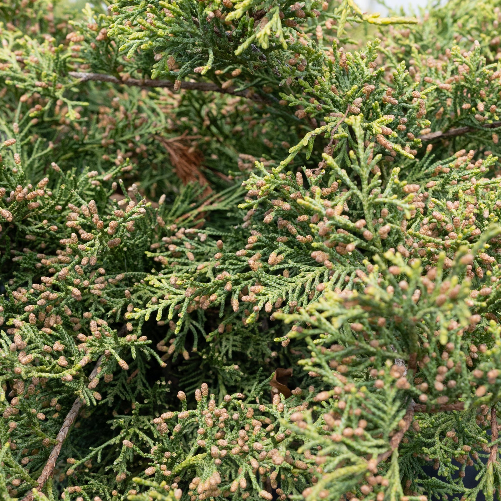Gold Star® Juniper # 2 Container