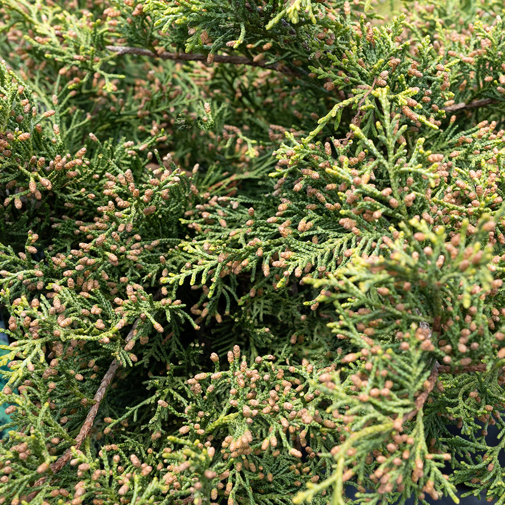 Gold Star® Juniper # 3 Container
