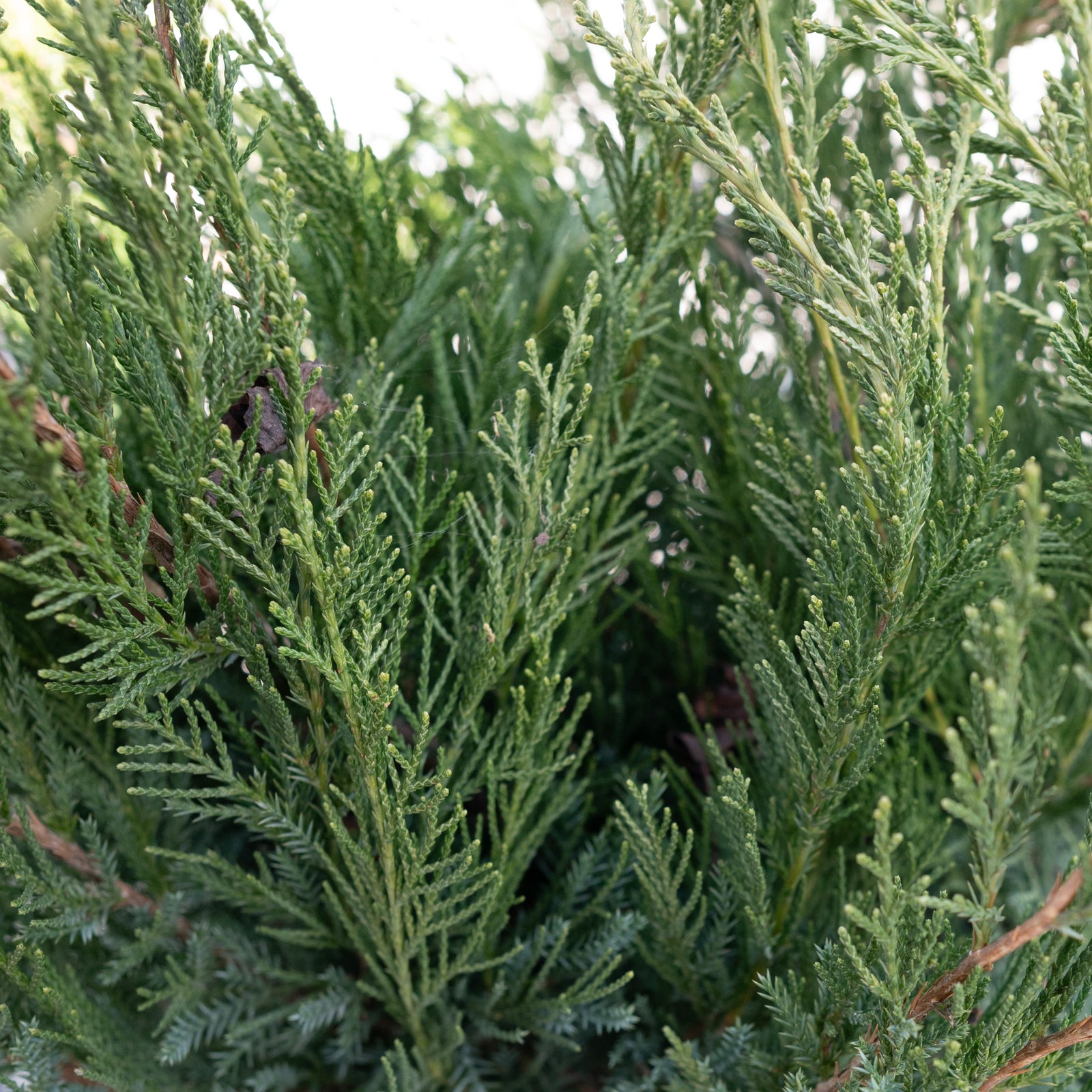 Mint Julep Juniper # 3 Container