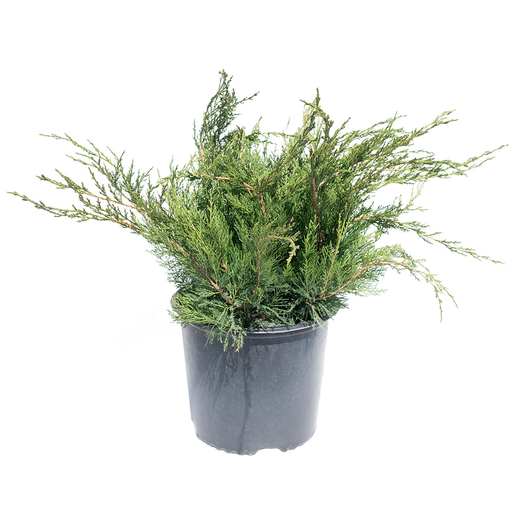 Mint Julep Juniper # 3 Container