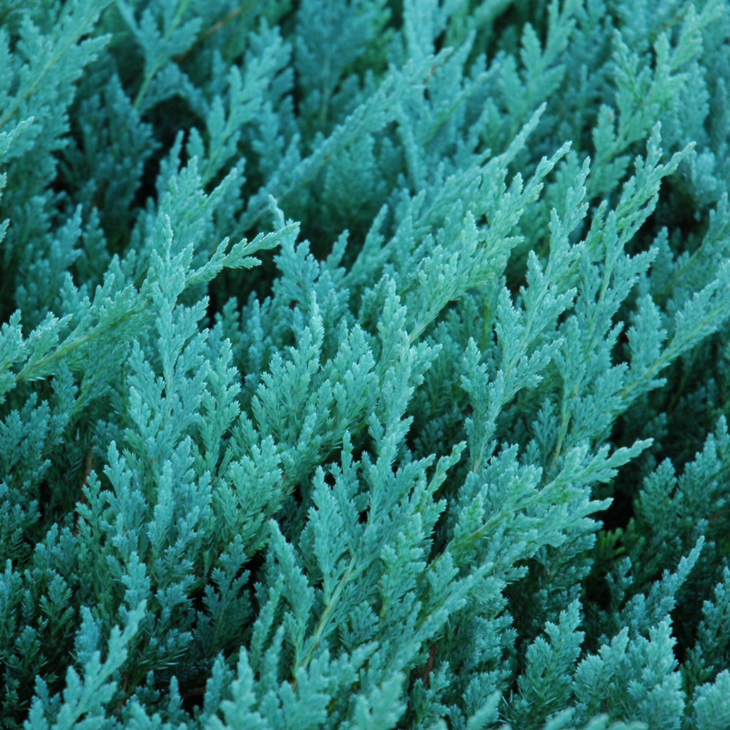 Blue Chip Juniper # 2 Container