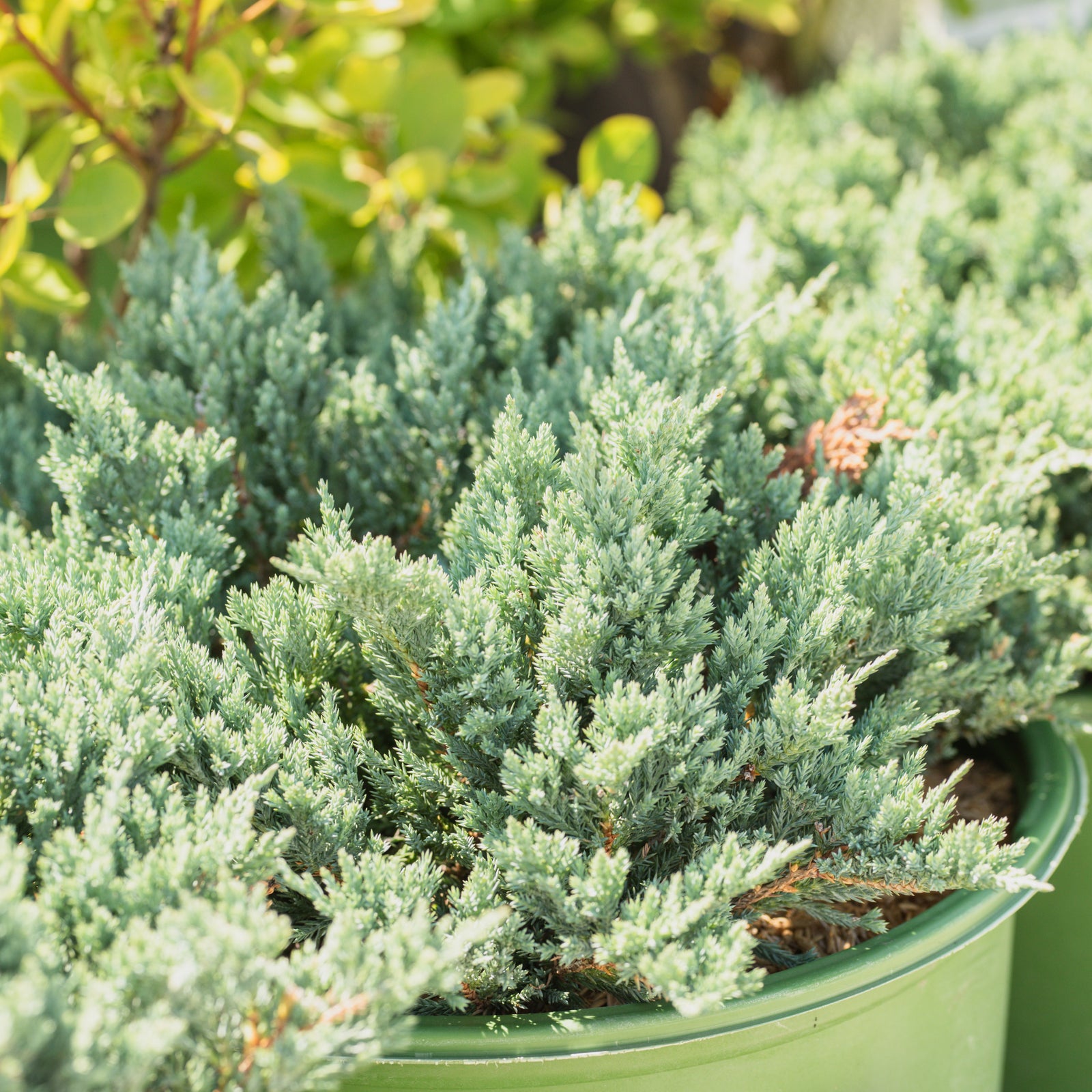 Blue Chip Juniper # 3 Container