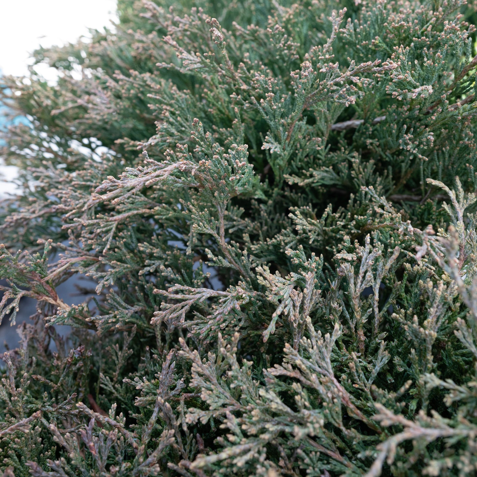 Compact Andorra Juniper