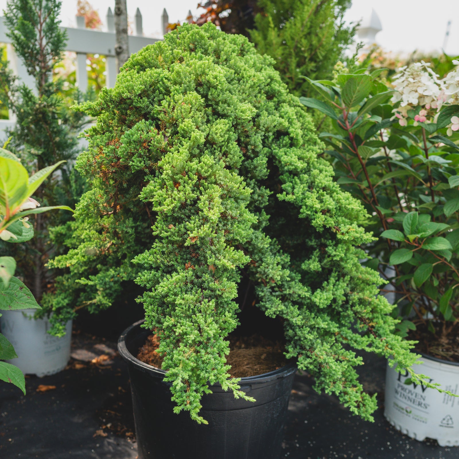 Dwarf Japanese Garden Juniper
