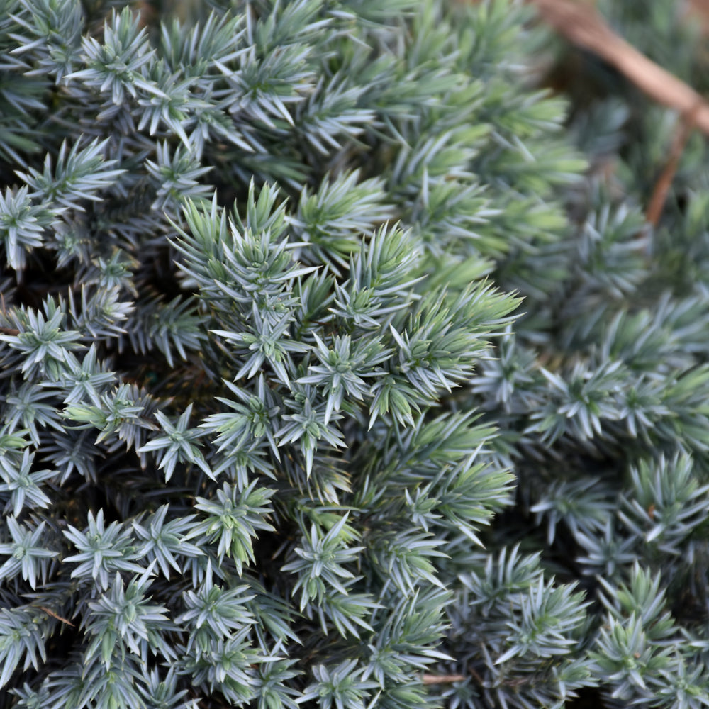 Blue Star Juniper # 2 Container