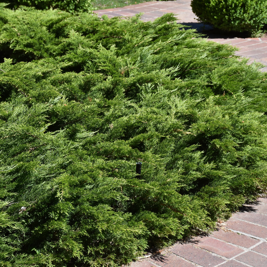Calgary Carpet® Savin Juniper