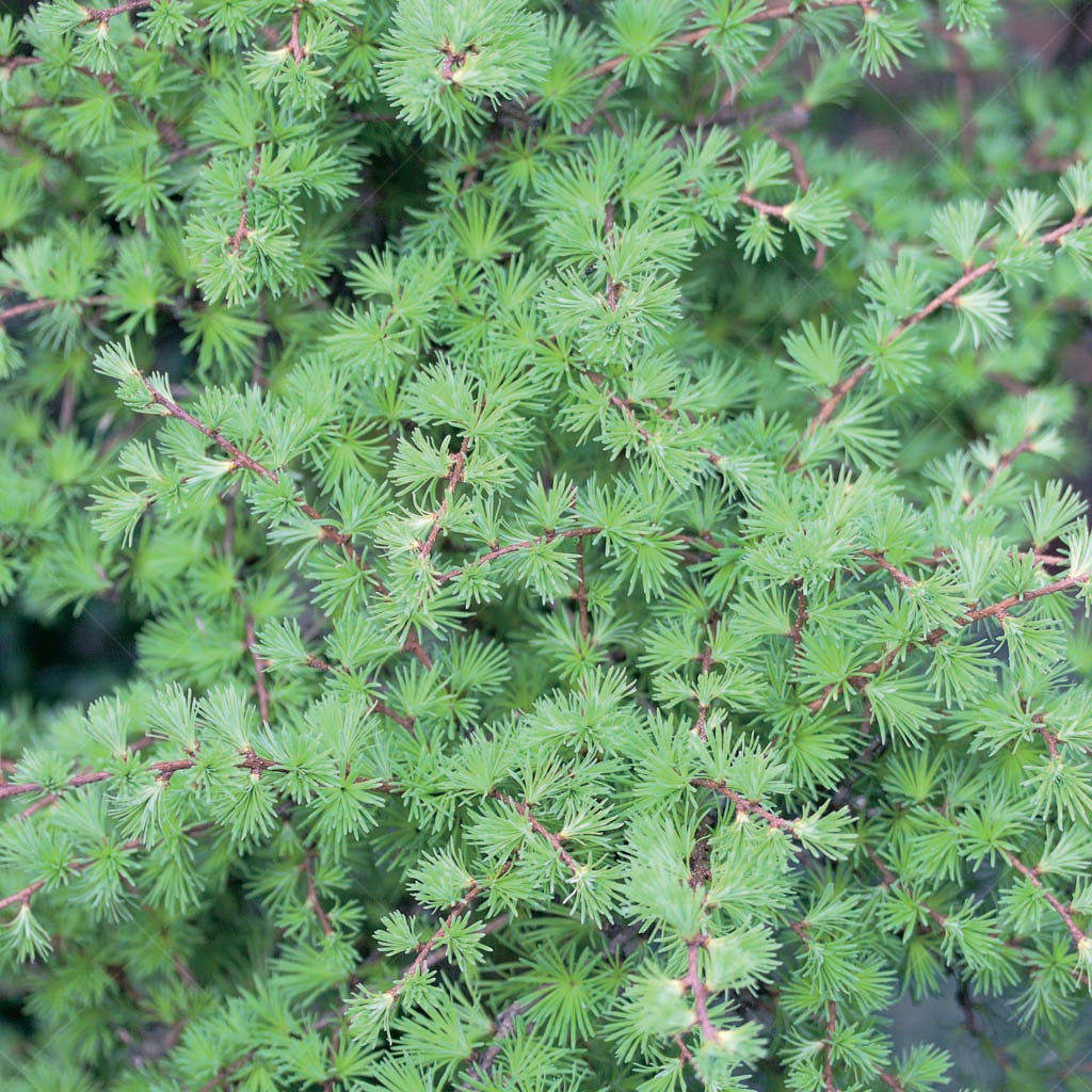 Immerse yourself in the natural splendor of the Tamarack (American Larch) (Larix laricina), a native conifer valued for its stunning foliage and elegant form. With its open and pyramidal shape, slender trunk, and delicate drooping branchlets, this majestic tree adds beauty and character to any landscape or rock garden.