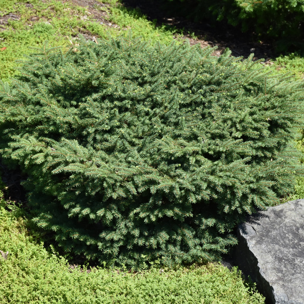 Bird's Nest Norway Spruce # 3 Container