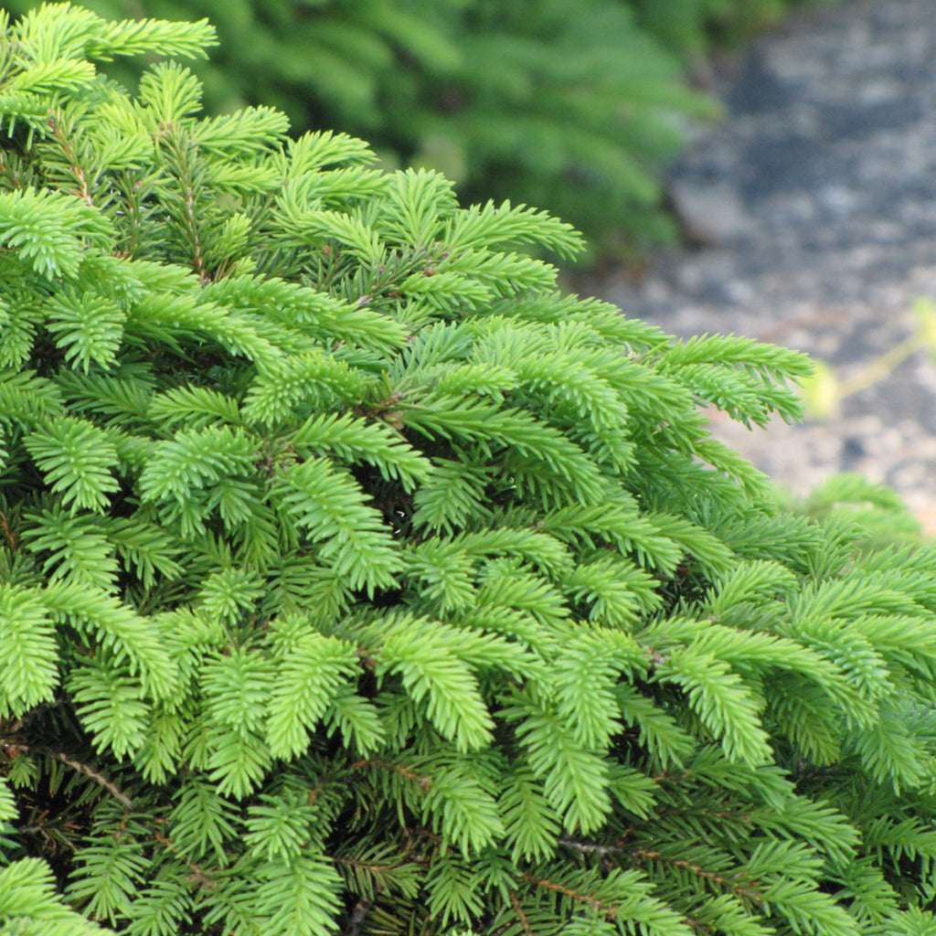 Bird's Nest Norway Spruce # 3 Container