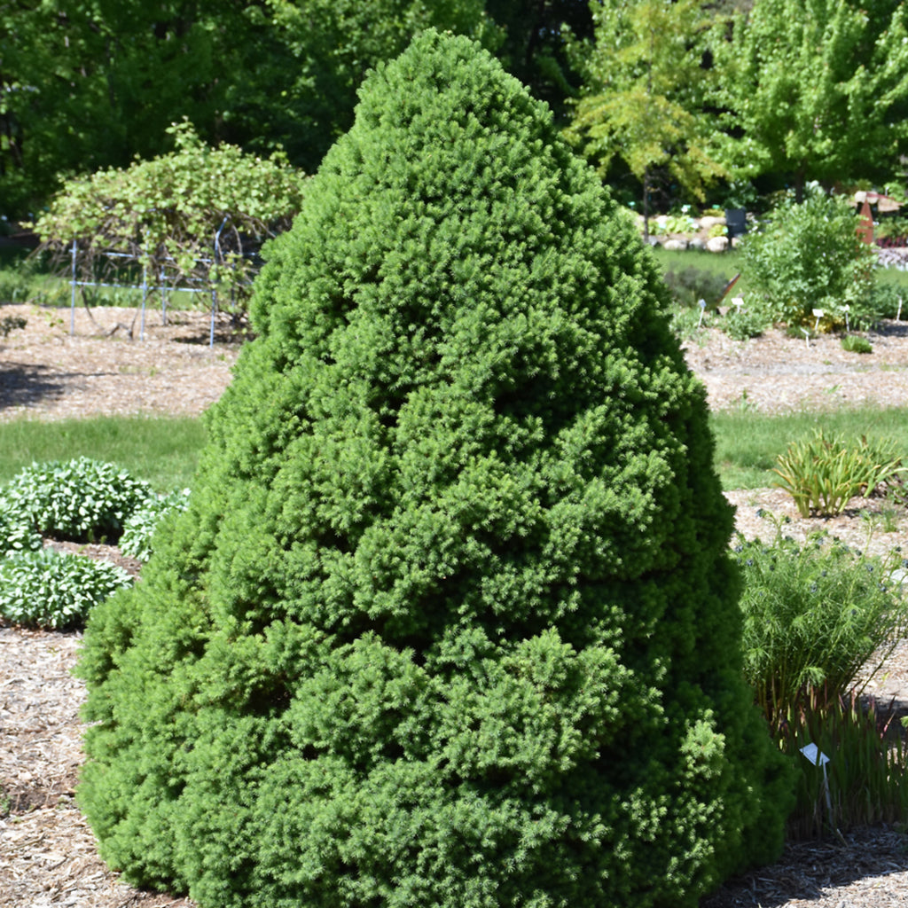 Dwarf Alberta Spruce - Sheridan Nurseries