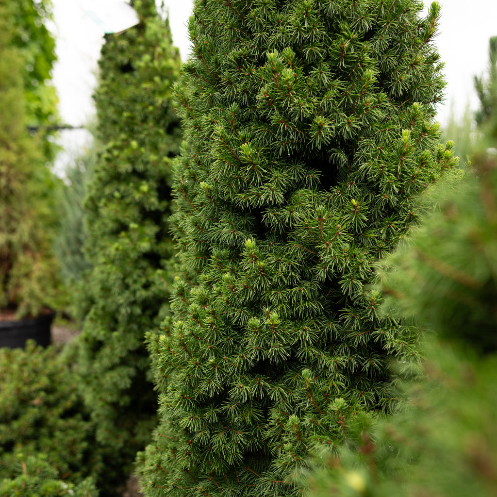 Auburn  酋長 sporeling② Dwarf Alberta Spruce # 2 Container - Sheridan Nurseries