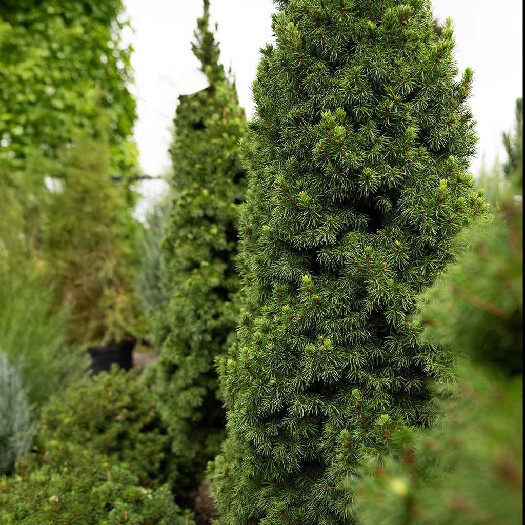 Dwarf Alberta Spruce # 10 Container (125cm)