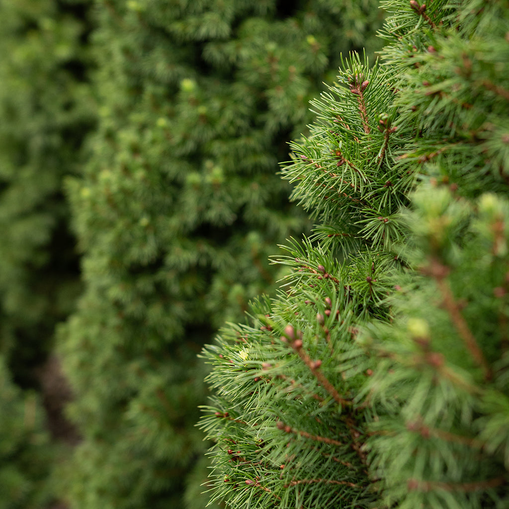 Dwarf Alberta Spruce # 10 Container (125cm)